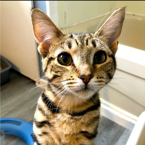 Meet your Posher, Sandy - Picture 1 of 1